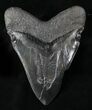 Absolutely Massive Megalodon Tooth - Serrated #28680-1